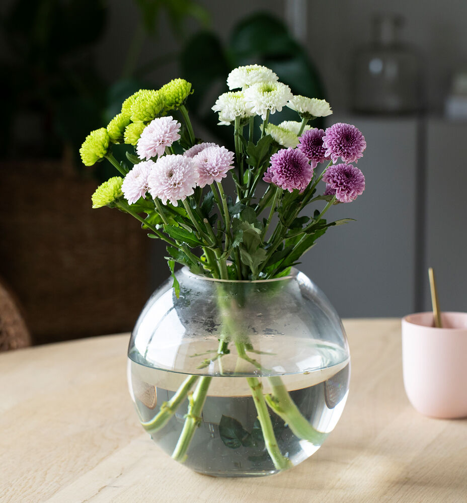 Krysantemum Krysantemum